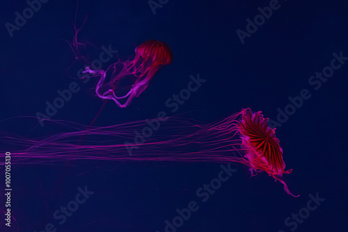 Two fluorescent jellyfish swimming underwater aquarium pool with neon light. The Japanese sea nettle chrysaora pacifica in blue water, ocean. Theriology, biodiversity, undersea life, aquatic organism photo