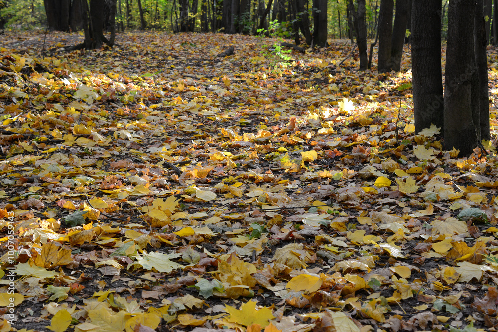 a forest with a lot of fallen leaves and a tree in the background a forest with a lot of fallen leaves and a tree in the background