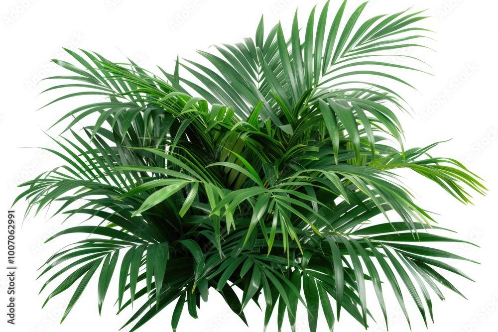 A green leafed plant photographed against a plain white background, suitable for use in nature-themed designs or as a simple illustration A green leafed plant photographed against a plain white background, suitable for use in nature-themed designs or as a simple illustration