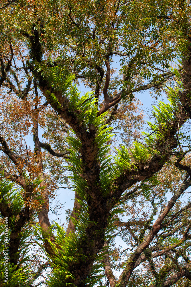 Fototapeta premium Trees in the rainforest