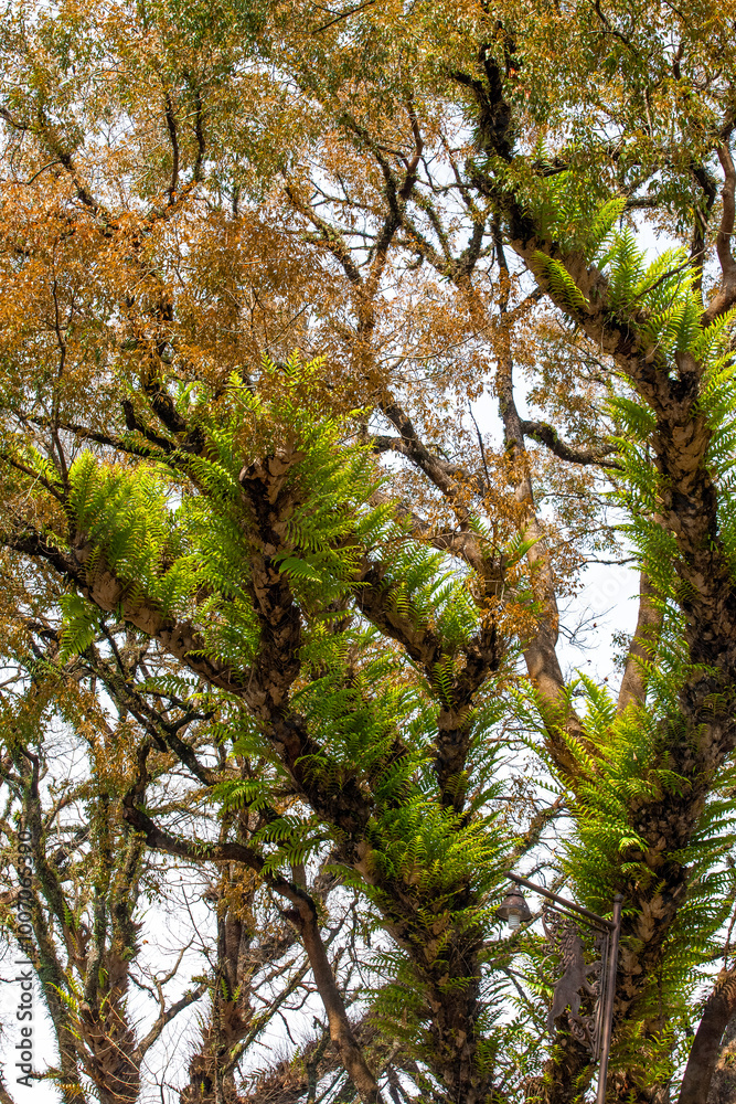 Fototapeta premium Trees in the rainforest