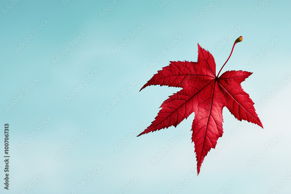A minimalist image capturing a single red maple leaf suspended in the air against a clear, bright sky. The changing seasons and the fleeting beauty of nature during autumn. A minimalist image capturing a single red maple leaf suspended in the air against a clear, bright sky. The changing seasons and the fleeting beauty of nature during autumn.