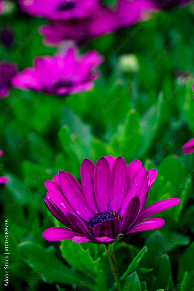 Obraz premium pink flower