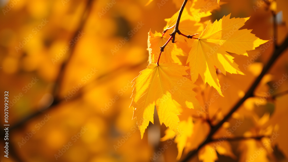 Close-up of vibrant yellow autumn leaves illuminated by sunlight against a blurred golden background Close-up of vibrant yellow autumn leaves illuminated by sunlight against a blurred golden background
