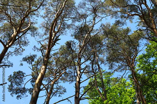 In the park, in the town of Ustronie Morskie, the view of the tall pines when you look up photo