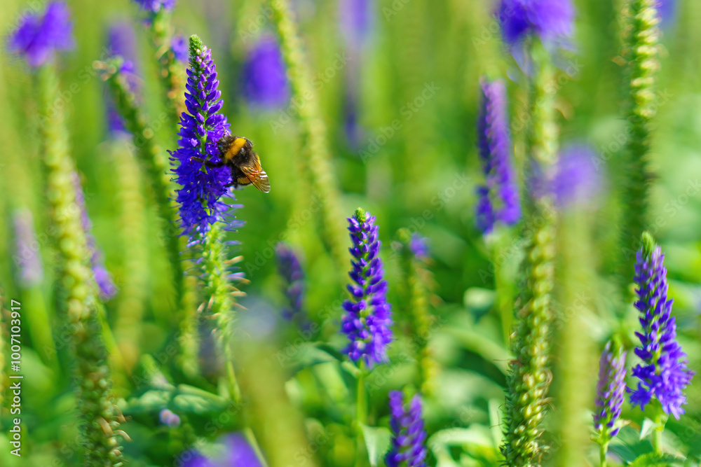 Obraz premium vibrant blue flower attracts a busy bee, symbolizing the beauty of nature and the essential role of pollinators in maintaining ecological balance. A delicate dance unfolds in the garden