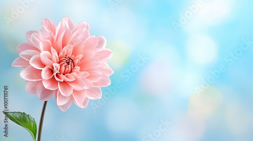 Cheerful Pink Flower Blooming on Soft Background