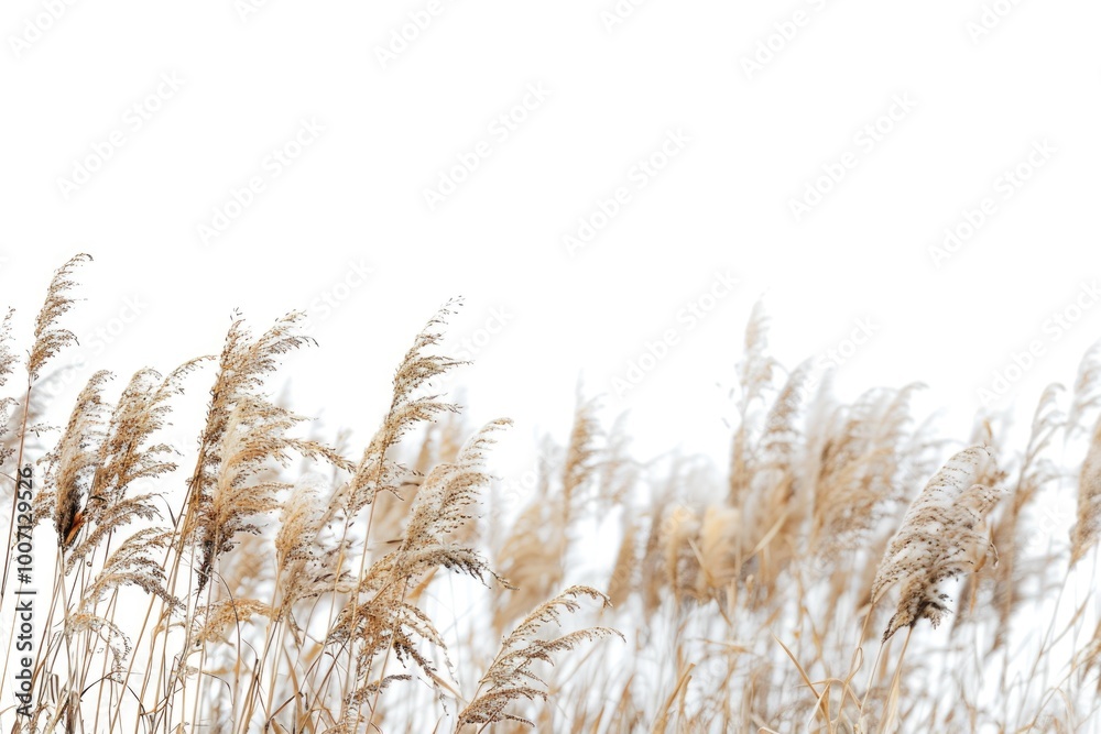 Fototapeta premium A serene landscape image of tall grass swaying gently under a bright white sky