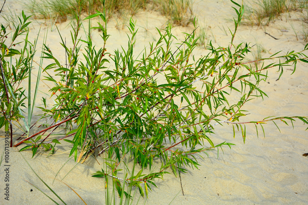 wierzba na wydmach nadmorskich, Wierzba ostrolistna, wierzba kaspijska, Salix acutifolia, willow vegetation on sand dunes