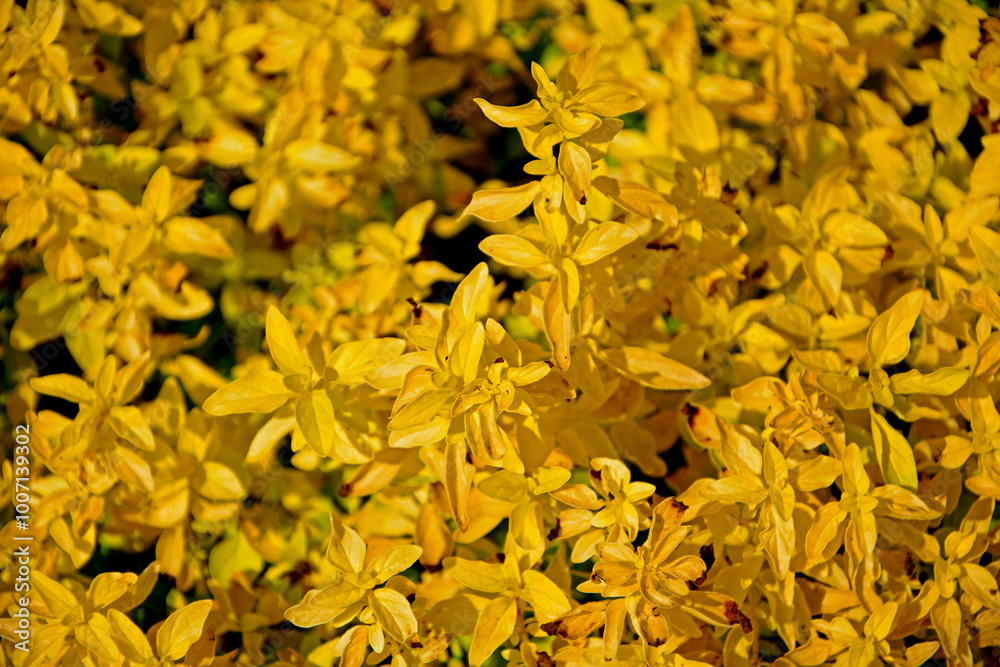 złote oregano, Origanum vulgare, odmiana oregano