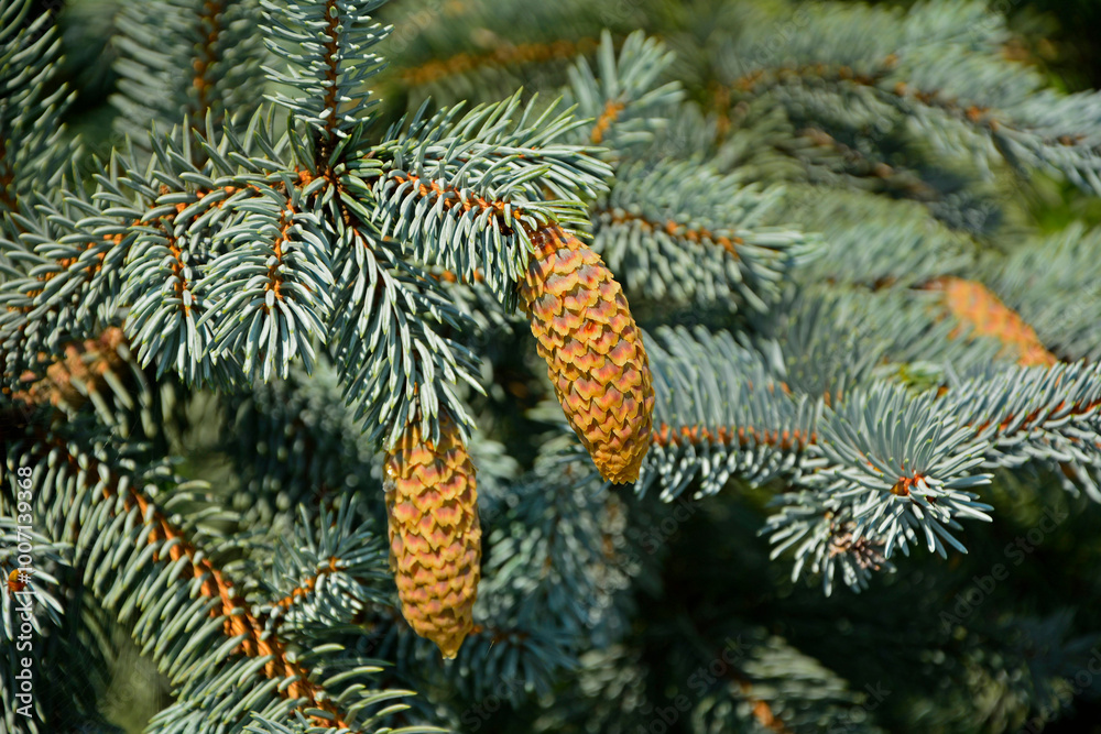 świerk kłujący z szyszkami, świerk srebrny, Picea pungens, Cones on a spruce tree branch
