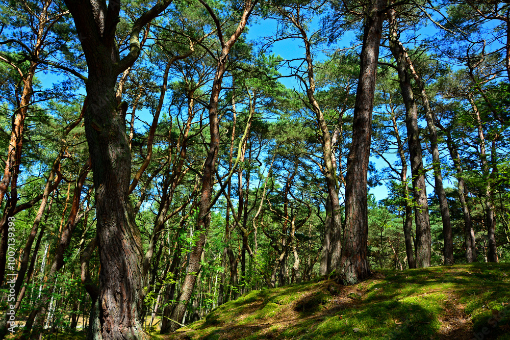 leśna ścieżka z mchem, droga leśna z reflekasami słońca, las z krzywymi sosnami, Serene forest path illuminated by sunlight, wysokie drzewa i lesna ścieżka oświetlona słońcem, forest with crooked pine