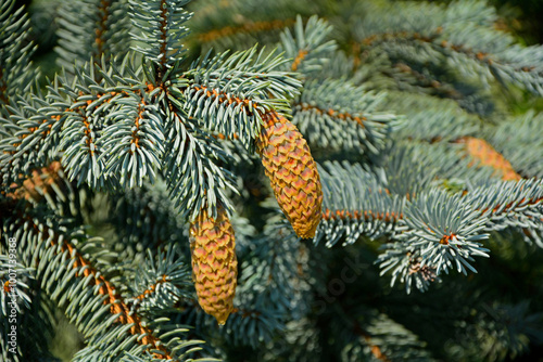 Obraz na płótnie świerk kłujący z szyszkami, świerk srebrny, Picea pungens, Cones on a spruce tree branch w salonie
