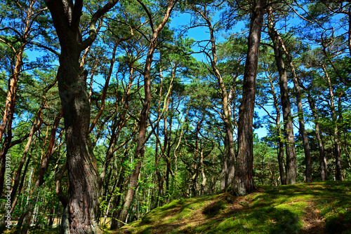 Obraz na płótnie leśna ścieżka z mchem, droga leśna z reflekasami słońca, las z krzywymi sosnami, Serene forest path illuminated by sunlight, wysokie drzewa i lesna ścieżka oświetlona słońcem, forest with crooked pine w salonie