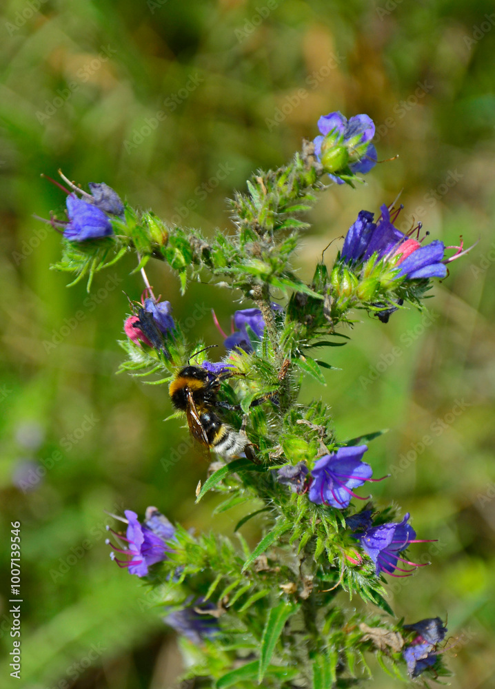 niebieskie kwiaty na łące, dziki Żmijowiec zwyczajny, trzmiel na żmijowcu, (Echium vulgare), viper's bugloss, blueweed,blueweed flowers,