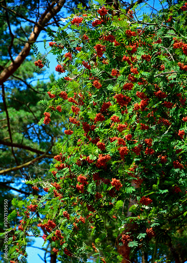 Jarząb pospolity, jarzębina czerwona, Sorbus aucuparia, gałąź z czerwonymi owocami jarzębiny na tle niebieskiego nieba, rowan branch with red fruits, Red fruits of mountain ash, rowanberry,