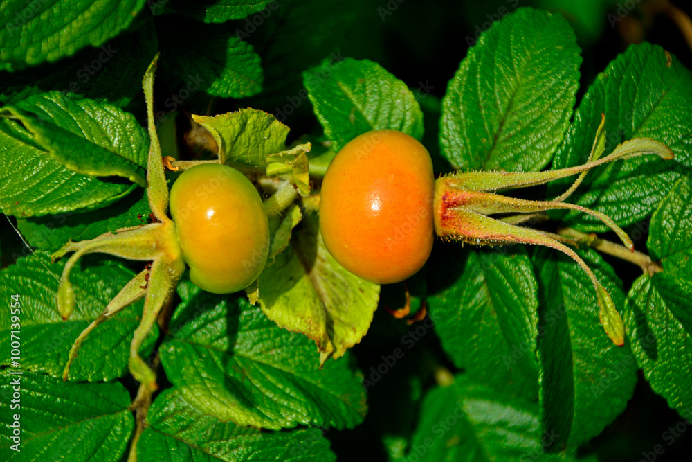 pomarańczowe, niedojrzałe owoce róży pomarszczonej (Rosa rugosa) dziko rosnące, orange fruits of beach rose (Rosa rugosa) growing in nature, orange fruits of rosa rugosa