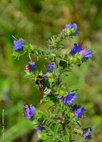 Obraz na płótnie niebieskie kwiaty na łące, dziki Żmijowiec zwyczajny, trzmiel na żmijowcu, (Echium vulgare), viper's bugloss, blueweed,blueweed flowers, w salonie