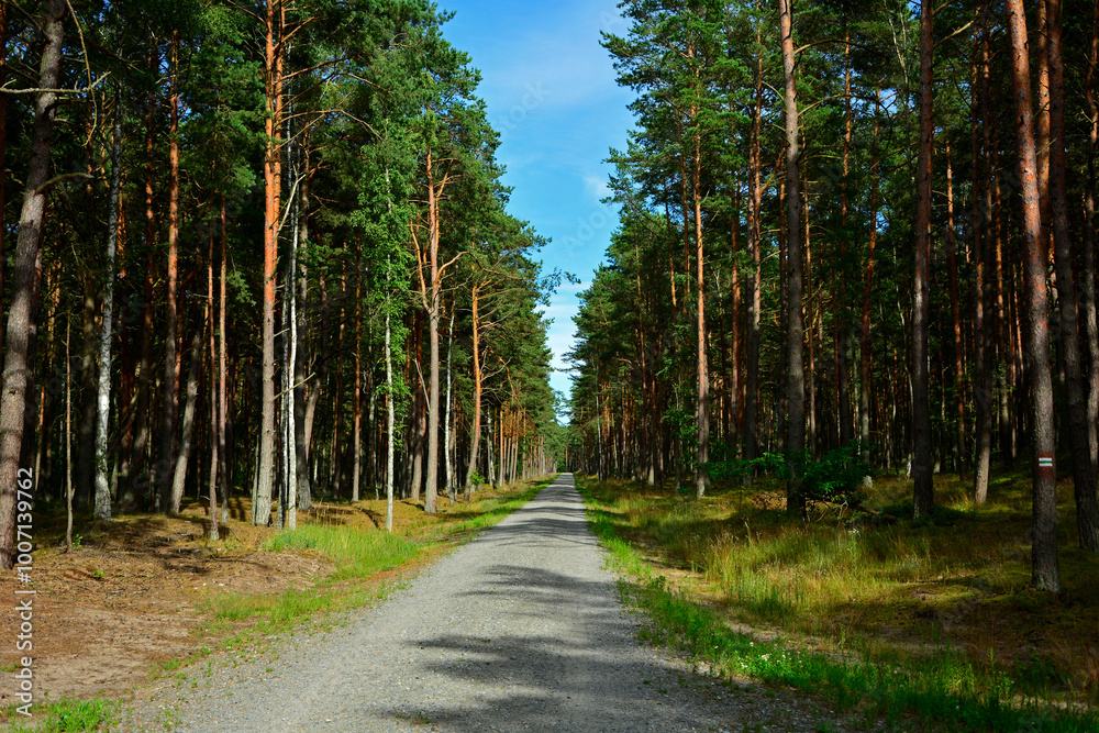 leśna ścieżka, droga leśna z reflekasami słońca, forest path, Sunlit Path through, Serene forest path illuminated by sunlight, wysokie drzewa i lesna ścieżka oświetlona słońcem