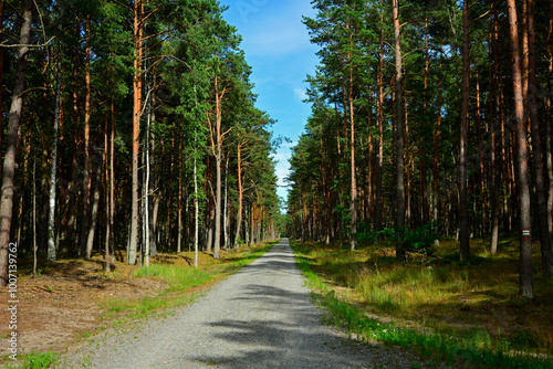 Obraz na płótnie leśna ścieżka, droga leśna z reflekasami słońca, forest path, Sunlit Path through, Serene forest path illuminated by sunlight, wysokie drzewa i lesna ścieżka oświetlona słońcem w salonie