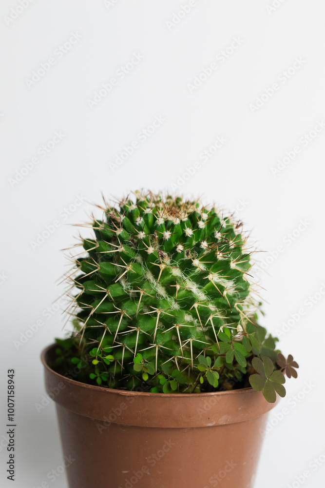 cactus in flowerpot cactus in flowerpot