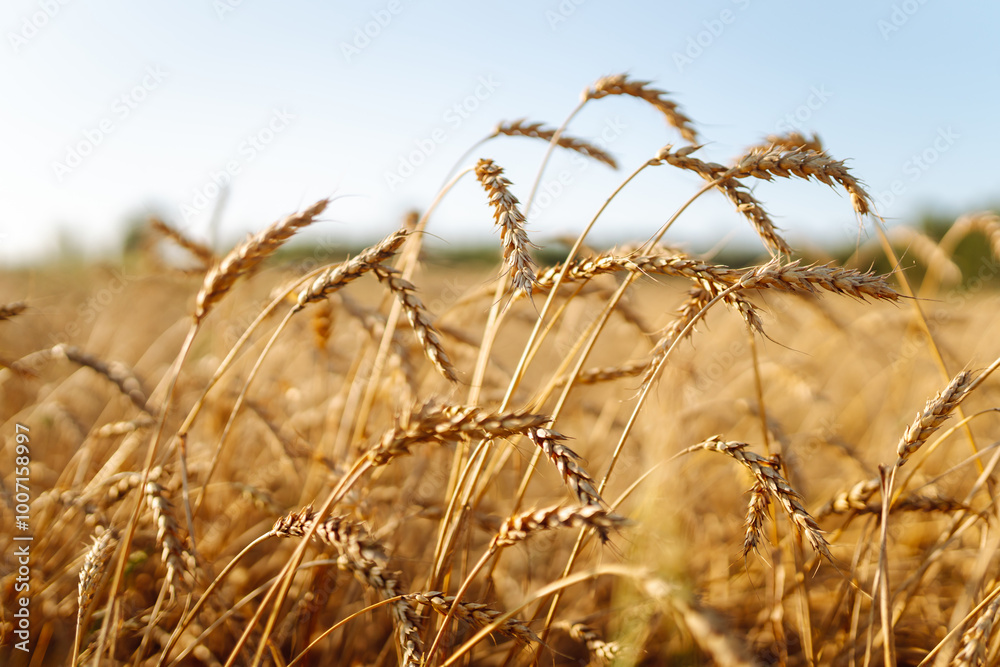 Fototapeta premium Background of ripening ears of yellow wheat field at sunset. Growth nature harvest. Agriculture farm