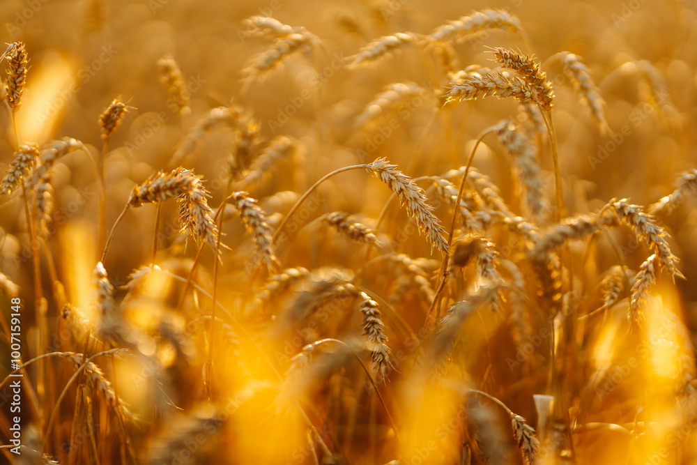 Fototapeta premium Background of ripening ears of yellow wheat field at sunset. Growth nature harvest. Agriculture farm