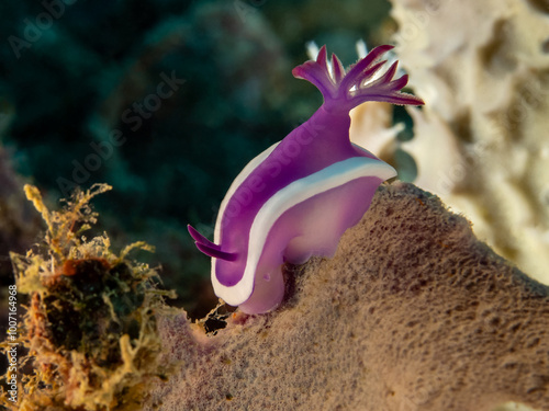 Purple Nudibranch (Hypselodoris violacea) photo