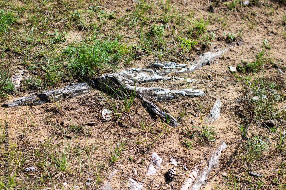 A large collection of tree roots is sprawling across the ground A large collection of tree roots is sprawling across the ground
