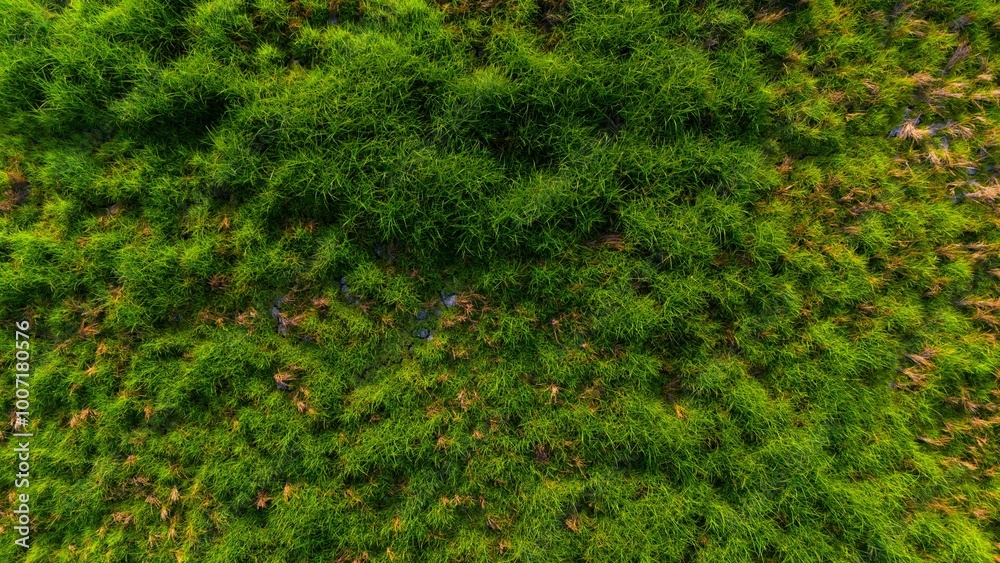 Lush green moss carpeting the forest floor, a vibrant symbol of nature's serene beauty Lush green moss carpeting the forest floor, a vibrant symbol of nature's serene beauty