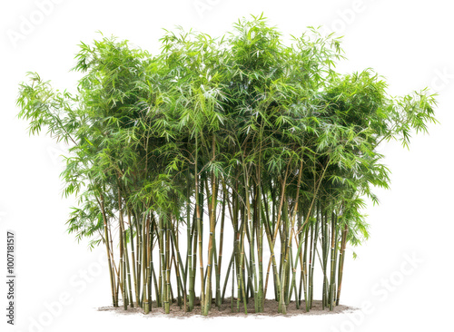 PNG Group of bamboo trees plant.