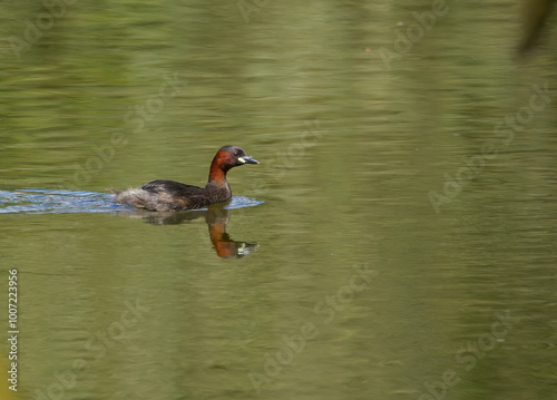 Little grebe in the sunlight, reflections of a bird in the lake, Little grebe on the lake