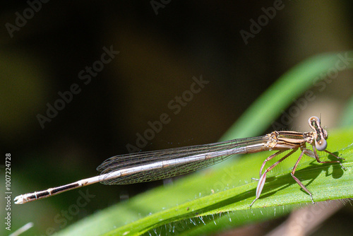 Platycnemis is a genus of dragonflies of the Platycnemididae family very common in the Mediterranean area photo