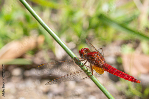 Dragonfly of the genus Crocothemis erythraea family common in the Mediterranean in Girona Spain photo