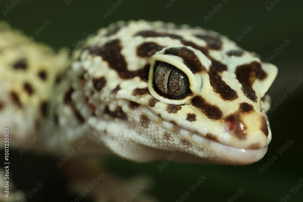One beautiful gecko on blurred background, macro view One beautiful gecko on blurred background, macro view
