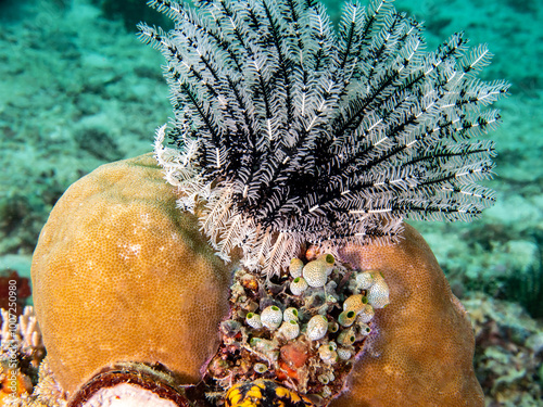 Feather star (Anneissia bennetti) photo