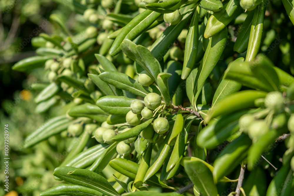 Clusters of green berries emerge from vibrant foliage in a sunny garden setting during mid-spring Clusters of green berries emerge from vibrant foliage in a sunny garden setting during mid-spring