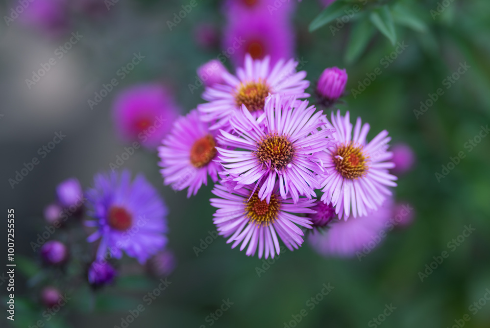 Pinlk aster flowers in the garden, shallow depth of field. Pinlk aster flowers in the garden, shallow depth of field.