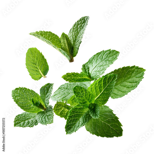 Falling mint leaves, spearmint isolated on transparent background