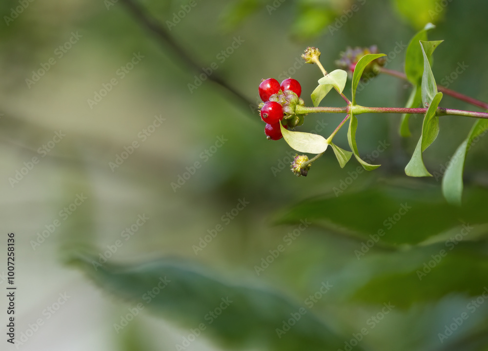 red berries of honeysuckle, poisonous red berries, beautiful red fruits of Lonicera, berries in summer, Lonicera plant red berries of honeysuckle, poisonous red berries, beautiful red fruits of Lonicera, berries in summer, Lonicera plant