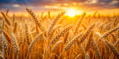 Golden Wheat Field at Sunset, nature, agriculture, harvest