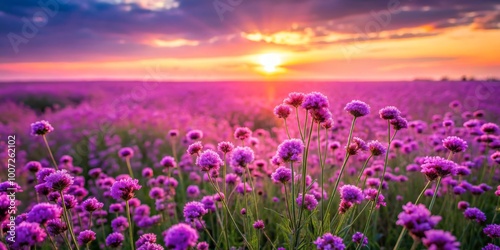 Purple Flower Field Sunset, Vibrant Blooms, Sunset Landscape, Floral Photography, purple flower, sunset, field