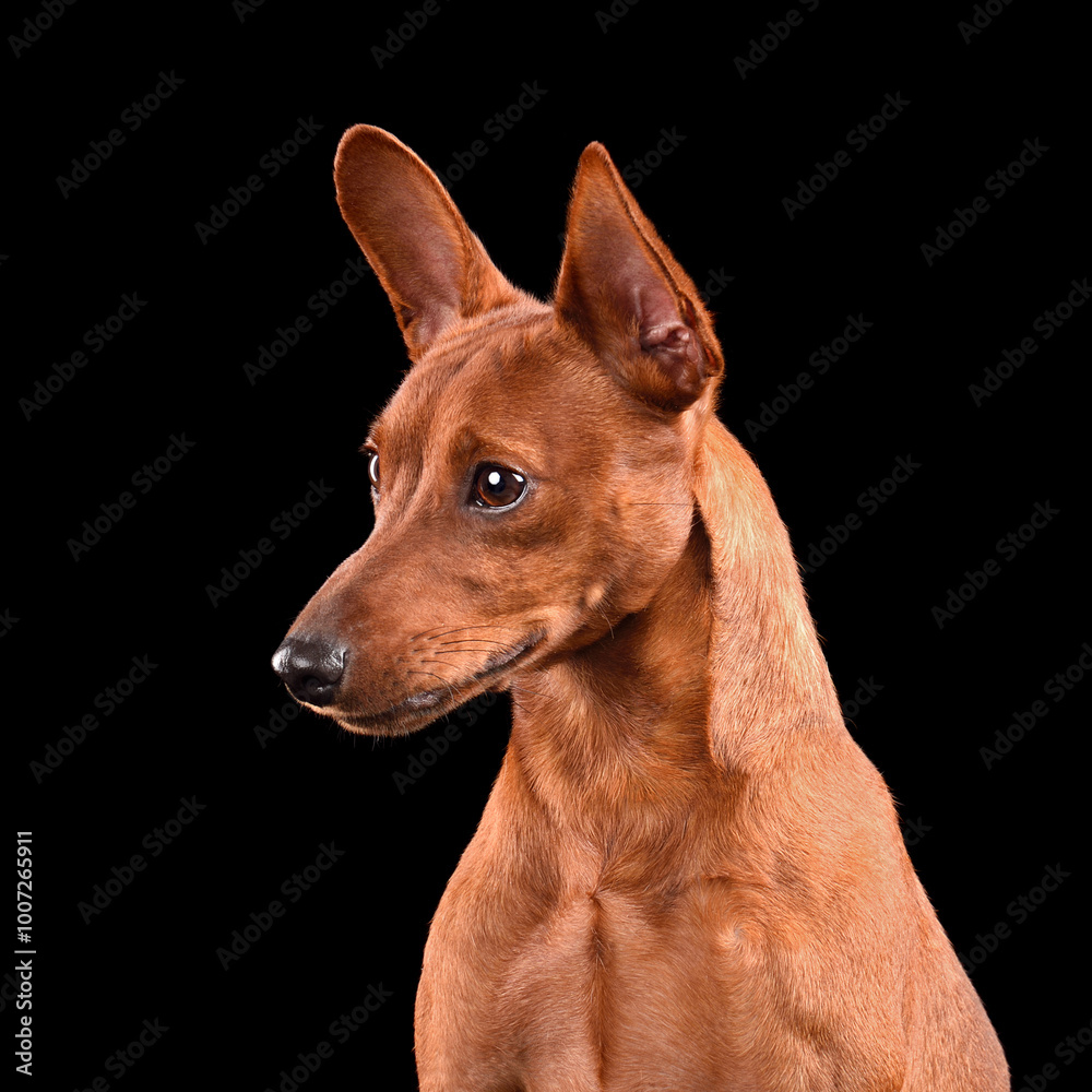 Cute black Miniature Pinscher dog Cute black Miniature Pinscher dog