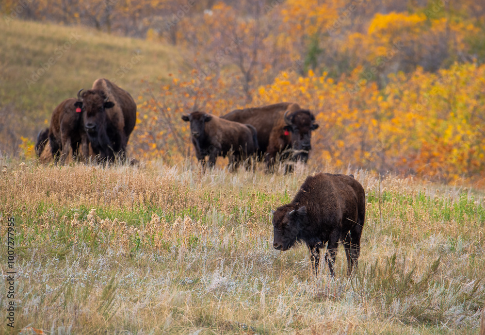 Bison grazing in autumn 