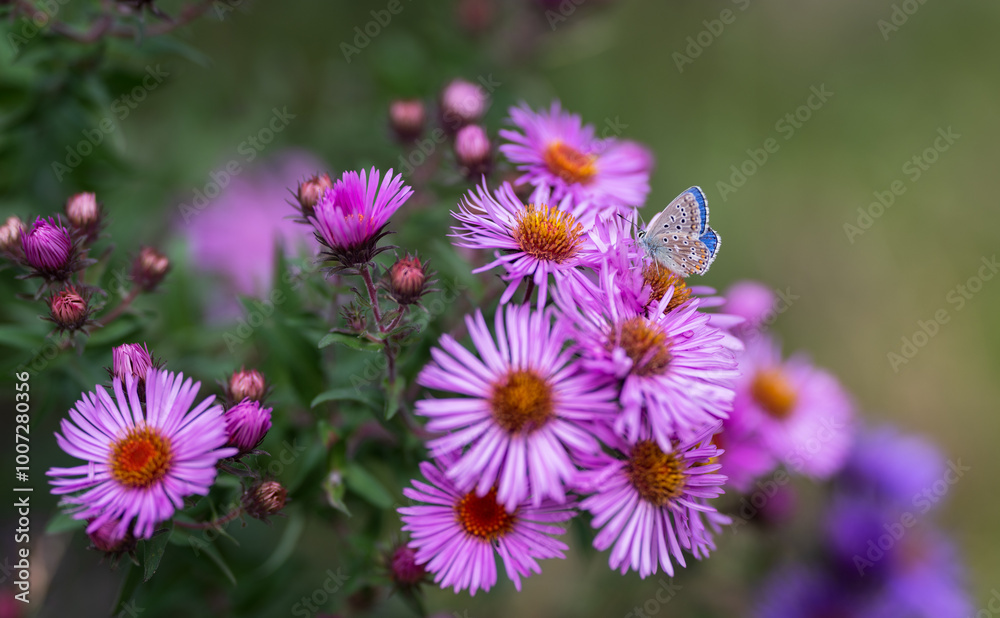 Blue butterfly on a pink aster flower in a garden. Selective focus with shallow depth of field. Blue butterfly on a pink aster flower in a garden. Selective focus with shallow depth of field.