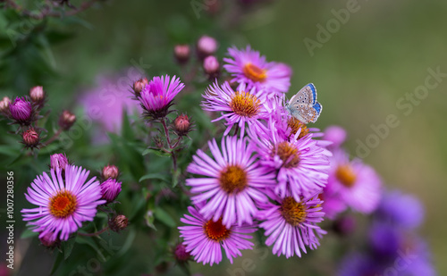 Photography Blue butterfly on a pink aster flower in a garden