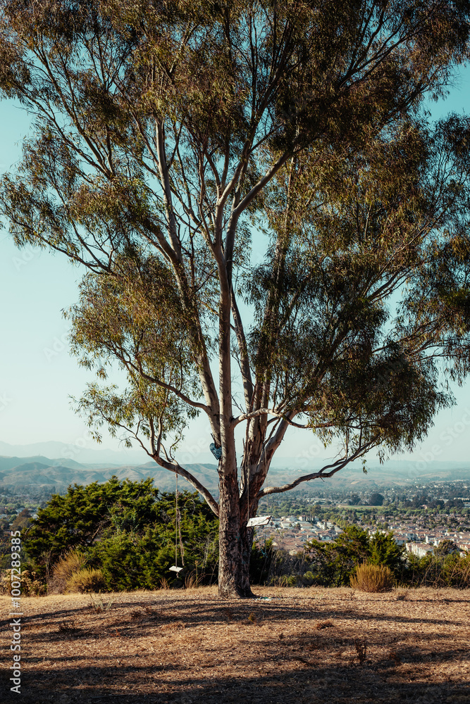 tree on the hill tree on the hill