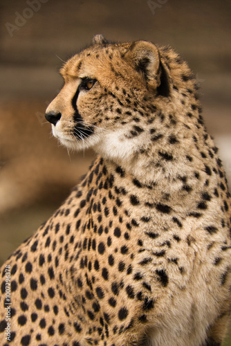 Gepard z Warszawskiego Zoo photo