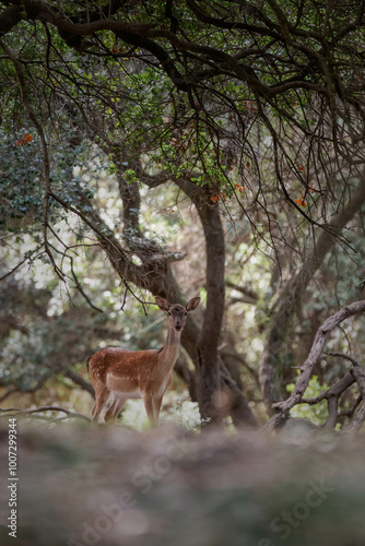 Begegnung mit Rehen im Wald auf den Brijuni Inseln in Kroatien