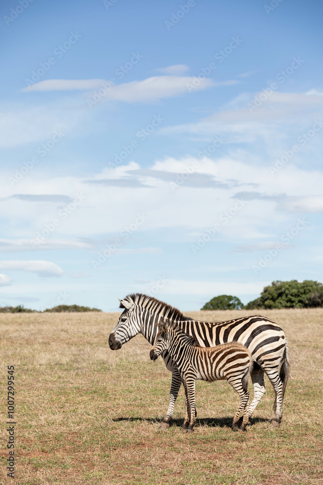 Obraz premium A zebra mum and her baby stand close to each other in the open land